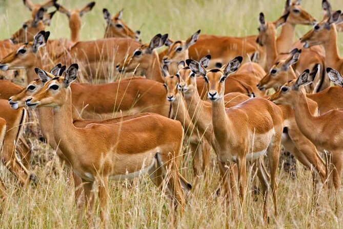 MIKUMI NATIONAL PARK - 3 Days - Why Mikumi works for a short safari