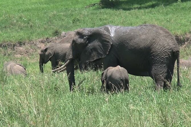 MIKUMI NATIONAL PARK - 3 Days - Day three: the snake park and return to Dar es Salaam