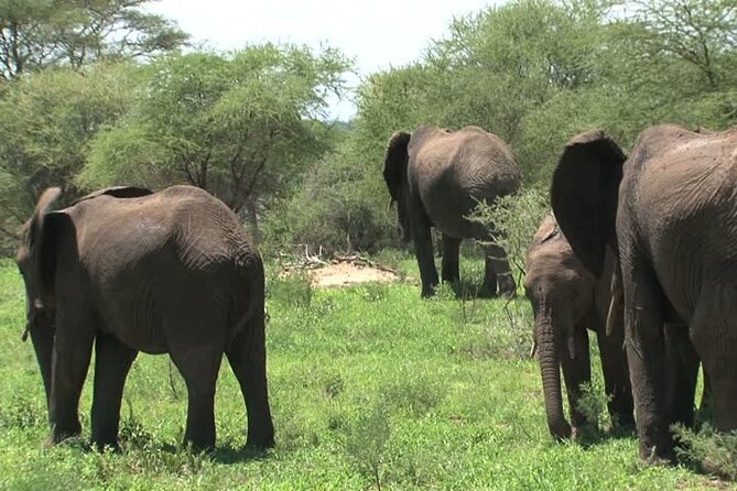 MIKUMI NATIONAL PARK - 3 Days - What the $725 price covers