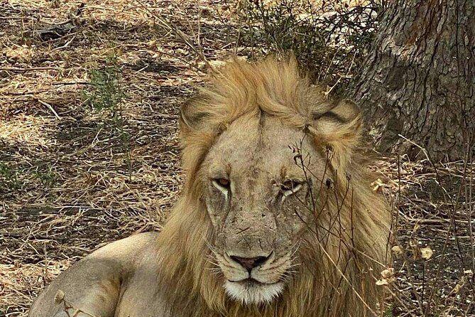 Mikumi National Park Day Trip - Why Mikumi works as a Zanzibar day trip