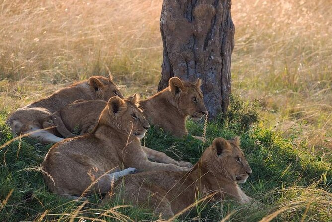 Mikumi National Park Day Trip - Seven hours among Mikumi’s grasslands