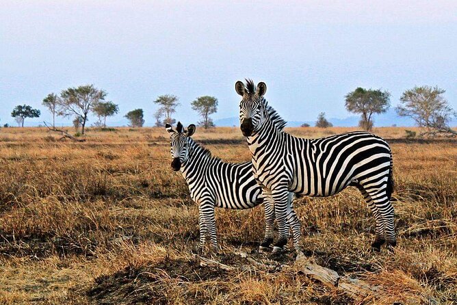Mikumi National Park Day Trip - The best animal sightings are never guaranteed
