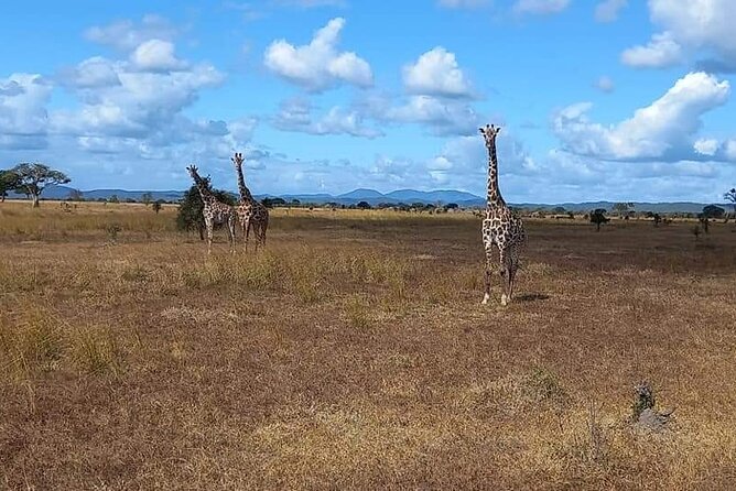 Mikumi National Park Day Trip - How the tour handles people and communication