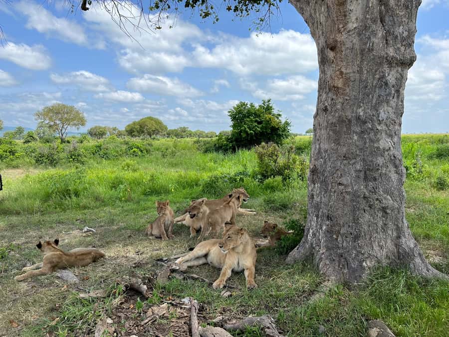 Mikumi National Park Day Visit - Key points to know before booking