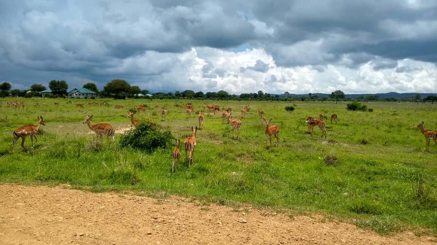 Mikumi National Park Day Visit - Why Mikumi works well for a one-day safari
