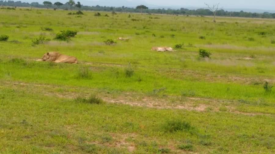 Mikumi National Park Day Visit - What the guide adds to the experience