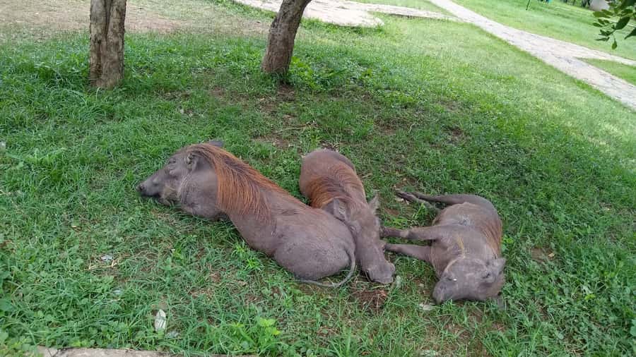 Mikumi National Park Day Visit - The return flight and late hotel drop-off