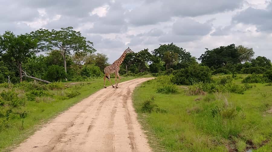 Mikumi National Park Day Visit - Who should book this Mikumi day trip?