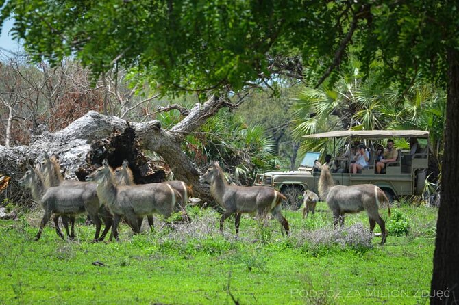 Mikumi Safari Tour: Day Trip Return Flight From Zanzibar - Why a Zanzibar to Mikumi flight makes sense