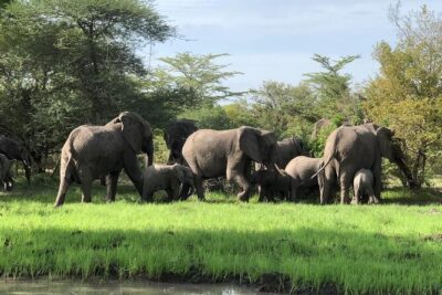 Mikumi Safari Tour: Day Trip Return Flight From Zanzibar