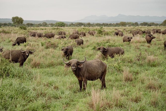 Mikumi Safari Tour: Day Trip Return Flight From Zanzibar - Who should book this Mikumi safari?