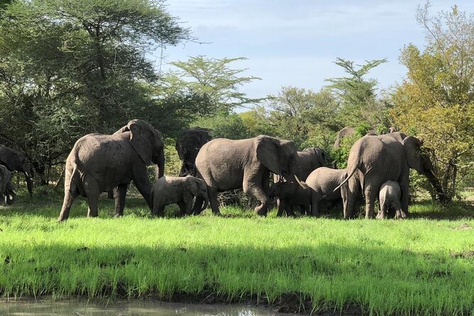 Mikumi Safari Tour: Day Trip Return Flight From Zanzibar - Mkata Floodplain: Mikumi’s main wildlife area