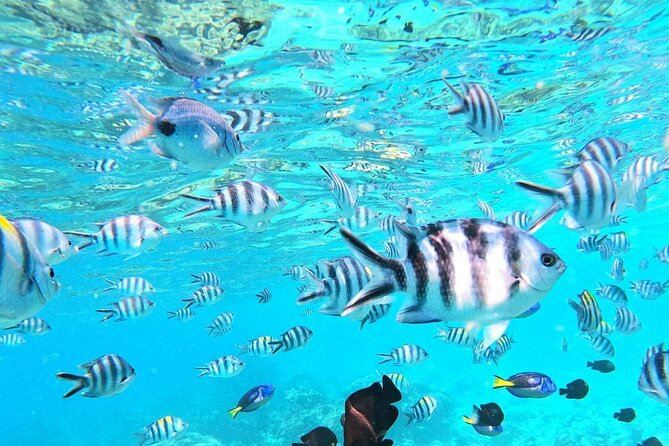 Mnemba Atoll - The guide can make or break the morning