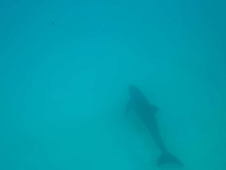Mnemba dolphin & snorkel: from matemwe, pwani, kwingwa, Uroa - Second stop: reefs around private Mnemba Island