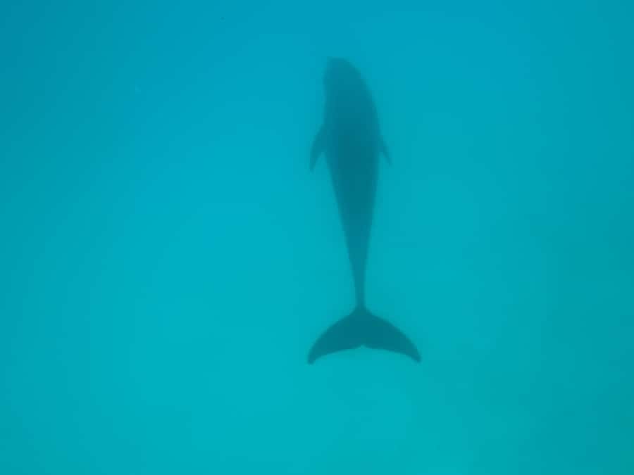 Mnemba dolphin & snorkel: from matemwe, pwani, kwingwa, Uroa - Who will enjoy this trip most