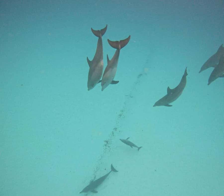 MNEMBA DOLPHIN TOUR, THE LAGOON AQUARIUM & KENDWA BEACH - Key points to know before booking