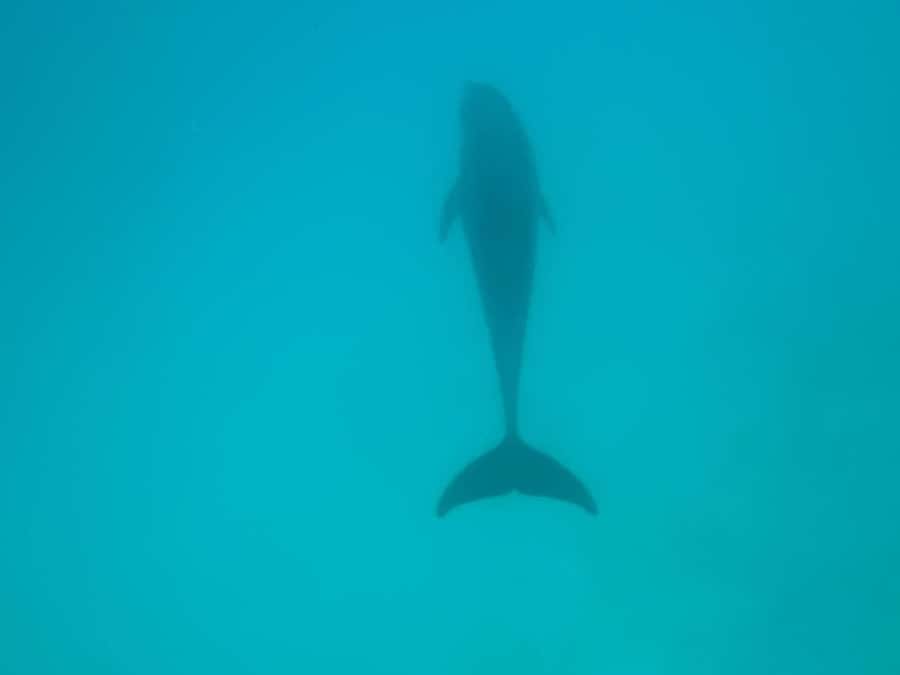 MNEMBA DOLPHIN TOUR, THE LAGOON AQUARIUM & KENDWA BEACH - Why this Zanzibar tour is appealing