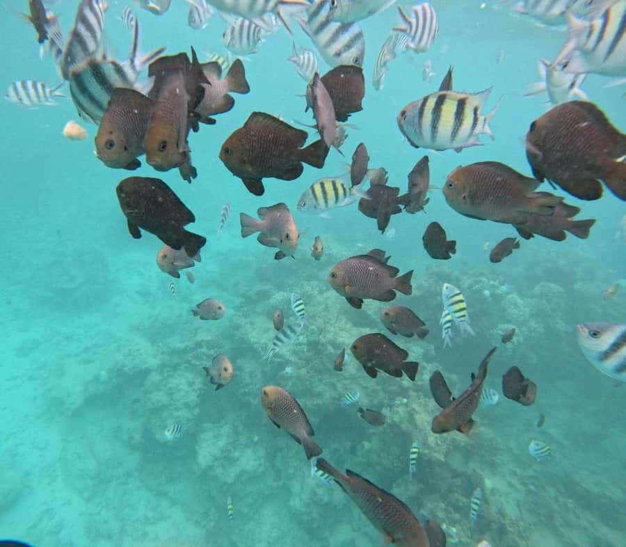 MNEMBA DOLPHIN TOUR, THE LAGOON AQUARIUM & KENDWA BEACH - What the turtle experience is really like