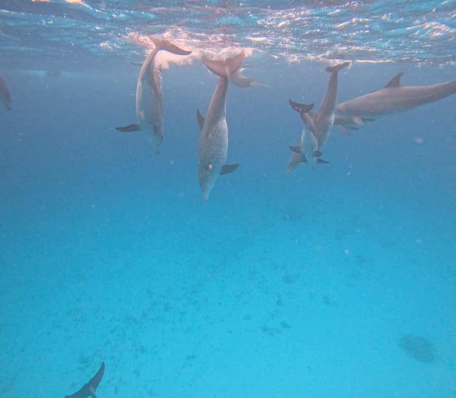 MNEMBA DOLPHIN TOUR, THE LAGOON AQUARIUM & KENDWA BEACH - What to bring and what to clarify