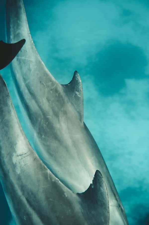 Mnemba Island: Dolphin & Snorkeling Trip with Lunch - Boarding the private boat at 9:30 AM