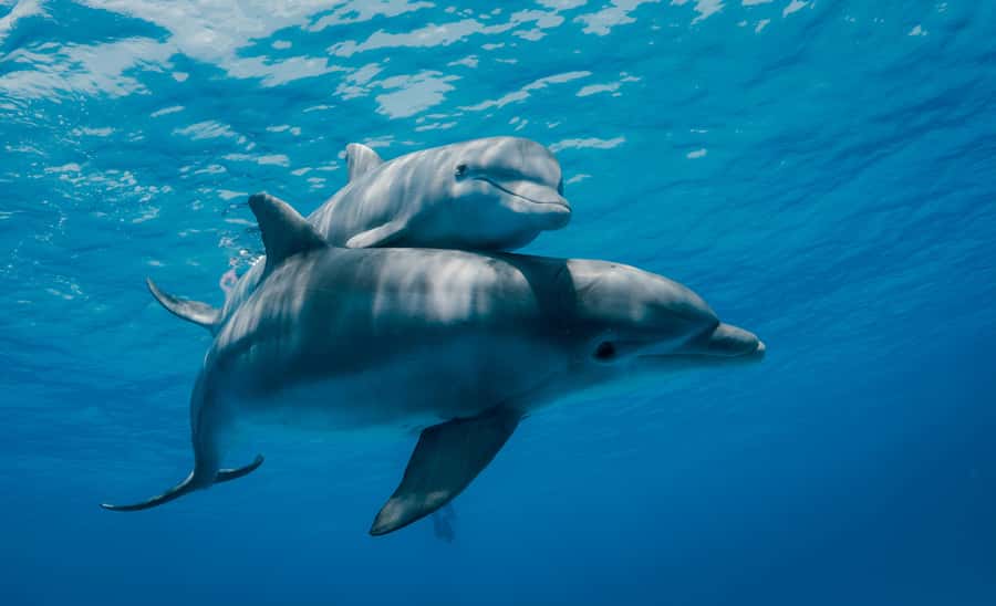 Mnemba Island: Dolphin Swim & Snorkeling with Optional Lunch - The four details I would know before booking