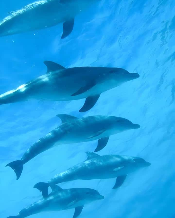 Mnemba Island: Dolphin Swim & Snorkeling with Optional Lunch - What this Mnemba Island trip actually includes