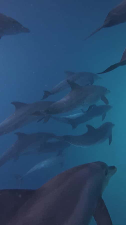 Mnemba Island: Dolphin Swim & Snorkeling with Optional Lunch - Is $21 good value for Zanzibar?
