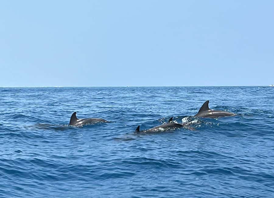 Mnemba island Dolphin tour, snorkeling with options of lunch - Choosing the seafood lunch option