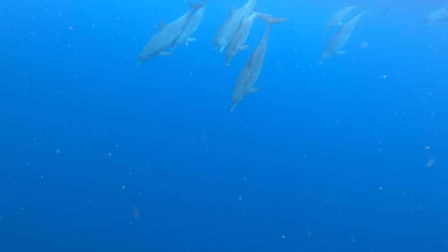Mnemba island Dolphin tour, snorkeling with options of lunch - Who will enjoy this trip most?