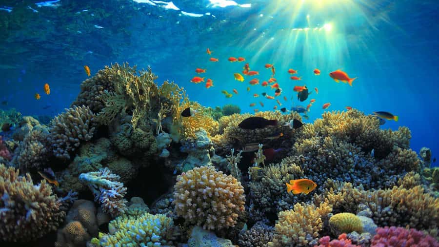 Mnemba island Dolphin tour, snorkeling with options of lunch - Leaving your hotel for the Indian Ocean