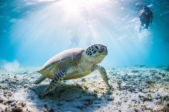 Mnemba Island Half Day Live Aquarium With Transfer - Zanzibar - The Real Appeal: A Morning Aquarium Near Mnemba