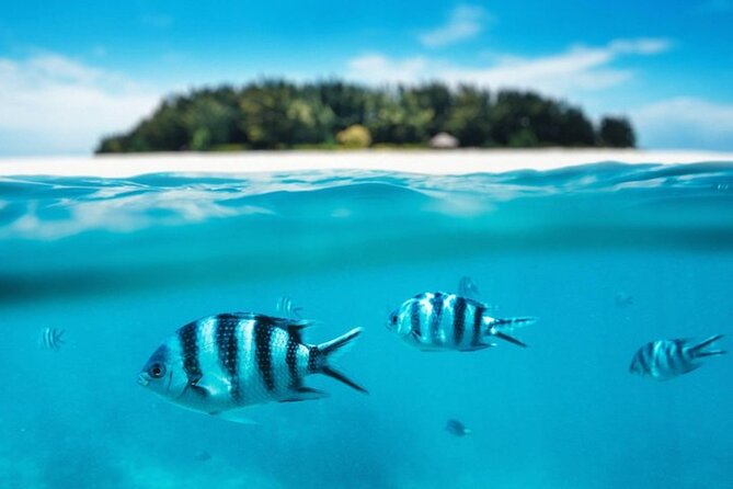 Mnemba Island Half Day Live Aquarium With Transfer - Zanzibar - Snorkeling in the Coral Reefs