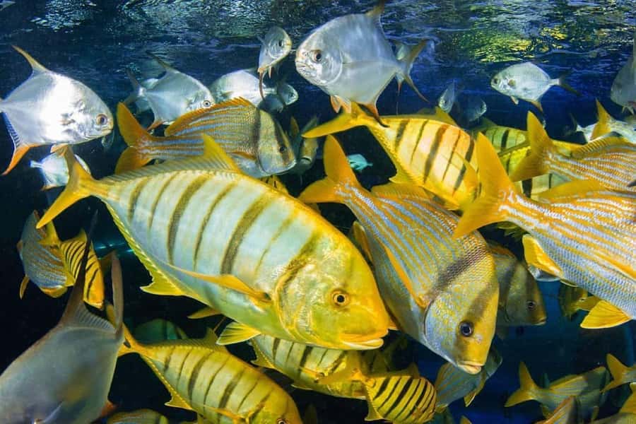 Mnemba Island, Jozani Forest, Starfish Adventure, The Rock - What a 10-hour Zanzibar day really means