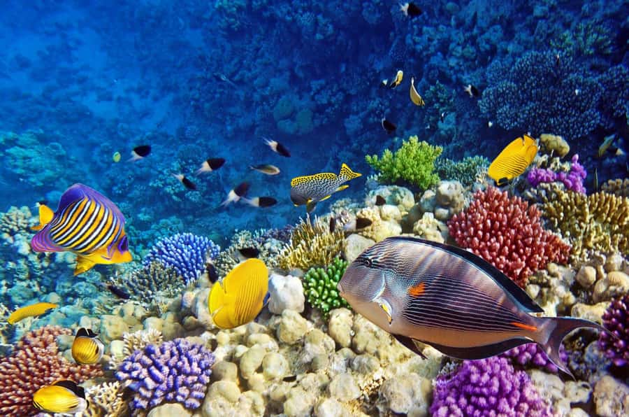 Mnemba Island, Jozani Forest, Starfish Adventure, The Rock - The Rock Restaurant and Zanzibar’s famous view