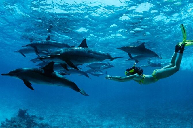 Mnemba Island snorkeling and Swimming with Dolphin - Key points to know before you book