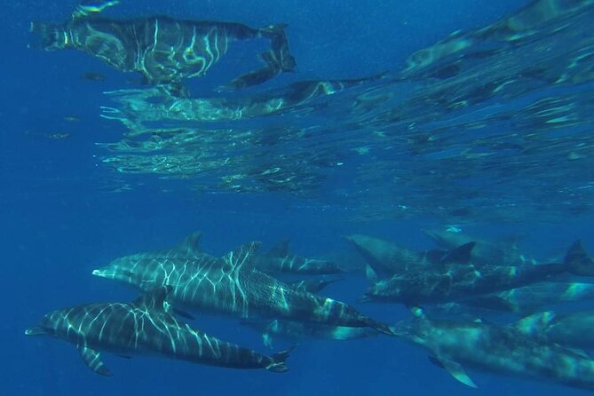 Mnemba Island snorkeling and Swimming with Dolphin - Sandbank time depends on the tide