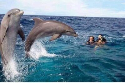 Mnemba Island snorkeling and Swimming with Dolphin