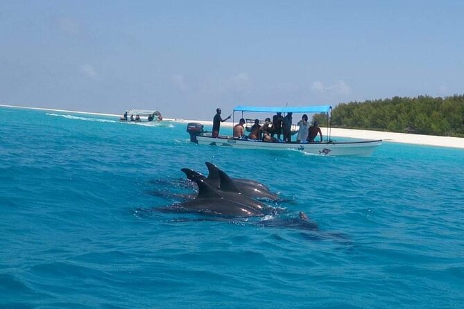 Mnemba Island snorkeling and Swimming with Dolphin - Is $55 a good value?