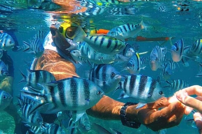 Mnemba island snorkeling tour - Who will enjoy this trip most?