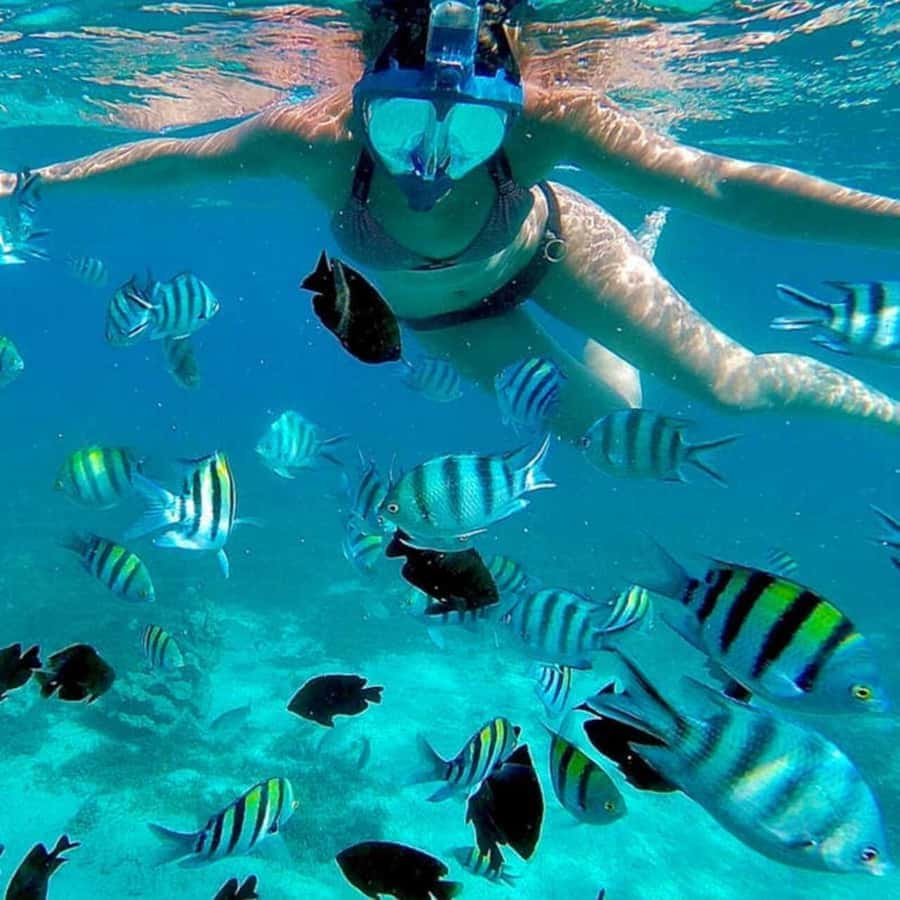 Mnemba island Swimming + snorkeling with dolphins adventure - Key points to know before booking