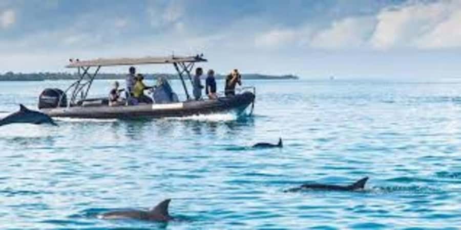 Mnemba island Swimming + snorkeling with dolphins adventure - Tropical fruit, water, and the included value
