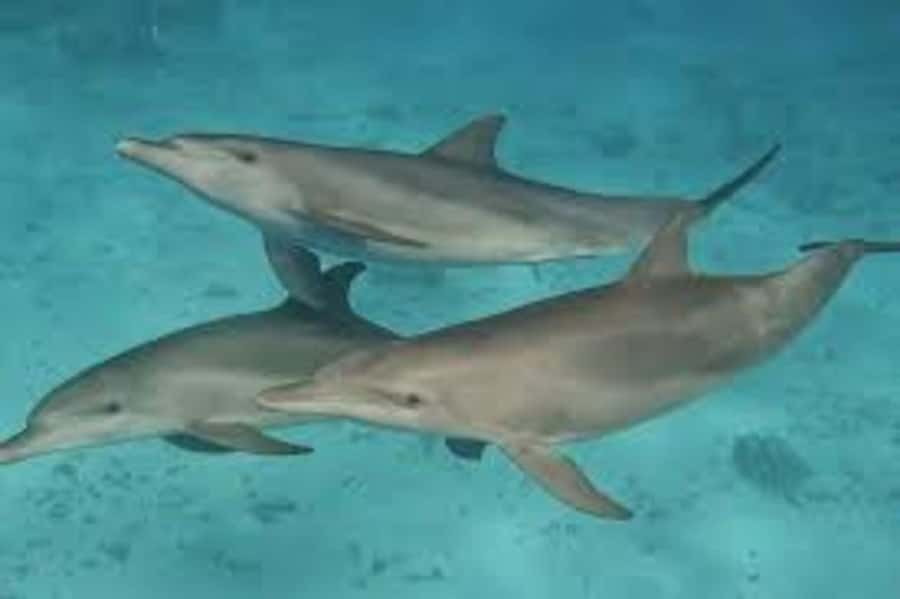 Mnemba island Swimming + snorkeling with dolphins adventure - Timing, weather, and the crowd factor