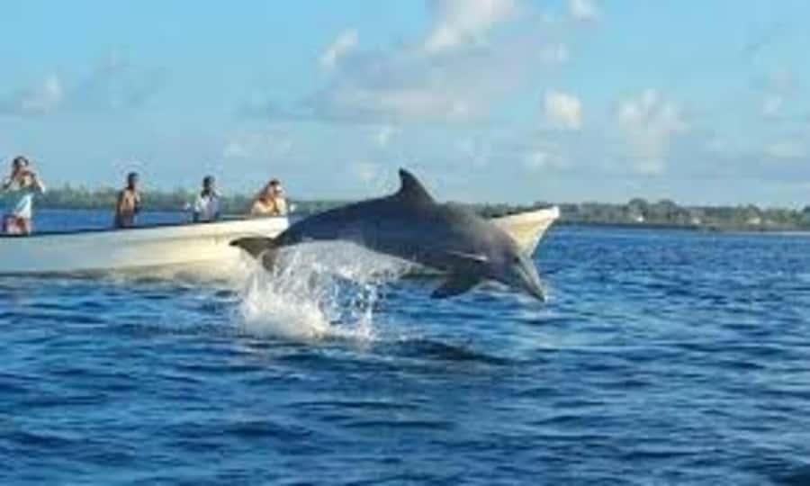 Mnemba island Swimming + snorkeling with dolphins adventure - Who will enjoy this tour most?