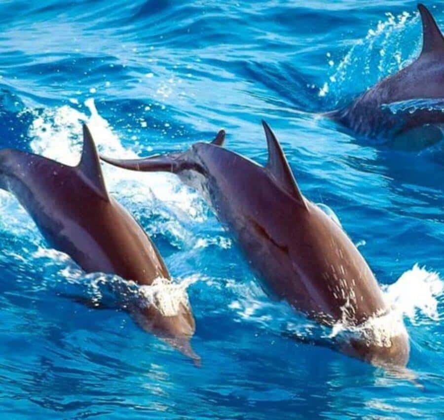 Mnemba island Swimming + snorkeling with dolphins adventure - The road transfer and meeting point