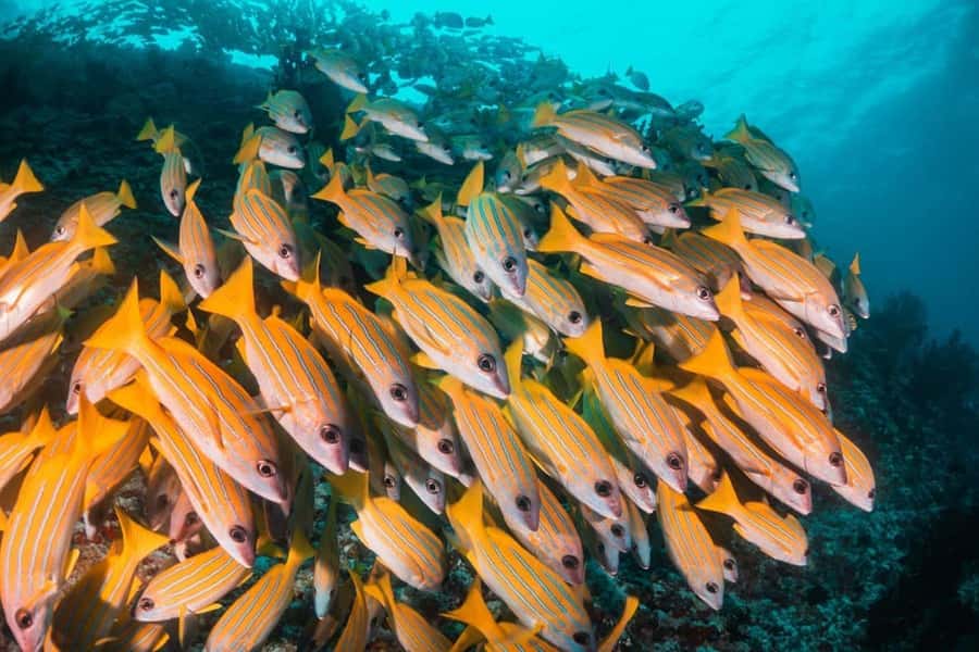 Mnemba Island, The Island Pongwe, Blue Lagoon Tour, The Rock - Why this 10-hour Zanzibar day works