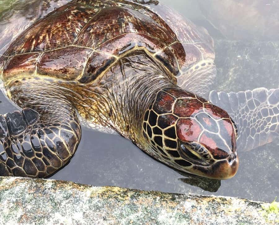 Mnemba Island, Turtle Tour, Kuza Cave, The Rock - Why this 10-hour Zanzibar day works