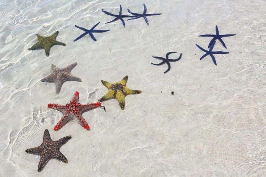 Mnemba Island, Turtle Tour, Kuza Cave, The Rock - Private guides make the biggest difference