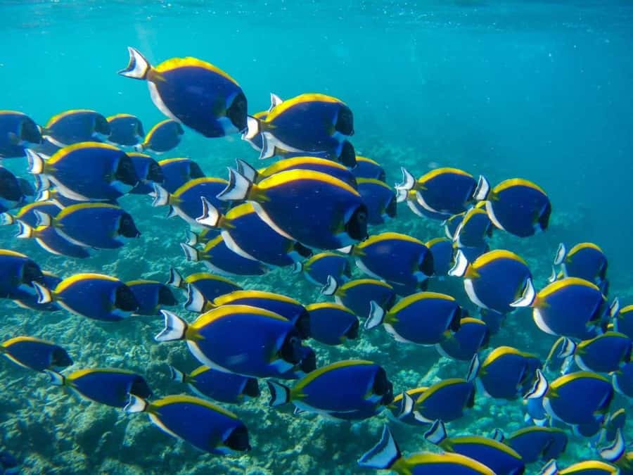 Mnemba Island, Turtle Tour, Kuza Cave, The Rock - Practical details for a smoother day