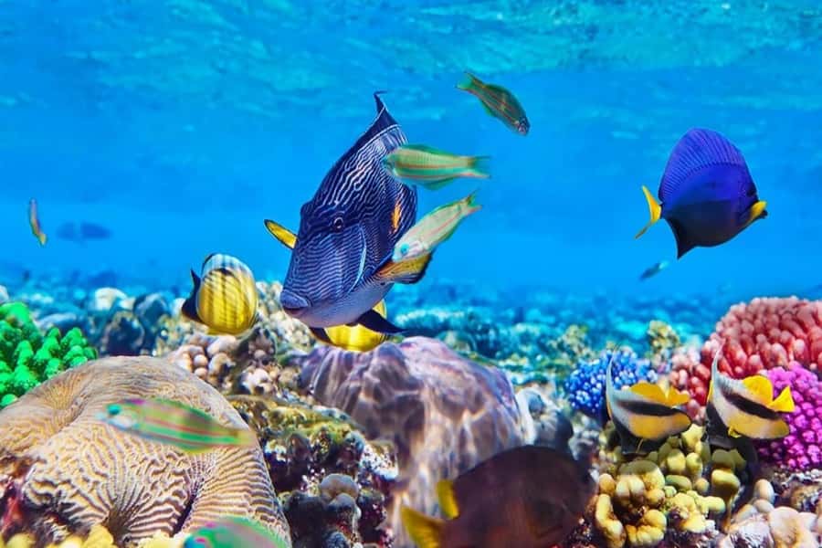 Mnemba paradise; snorkling with jet ski from kendwa beach - Five things to know before you book