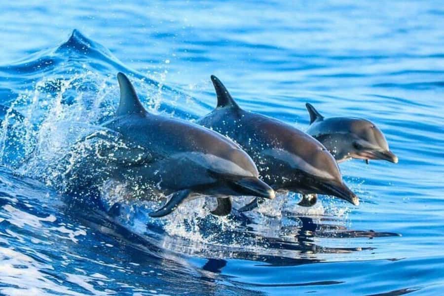 Mnemba paradise; snorkling with jet ski from kendwa beach - Dolphin watching with a respectful distance